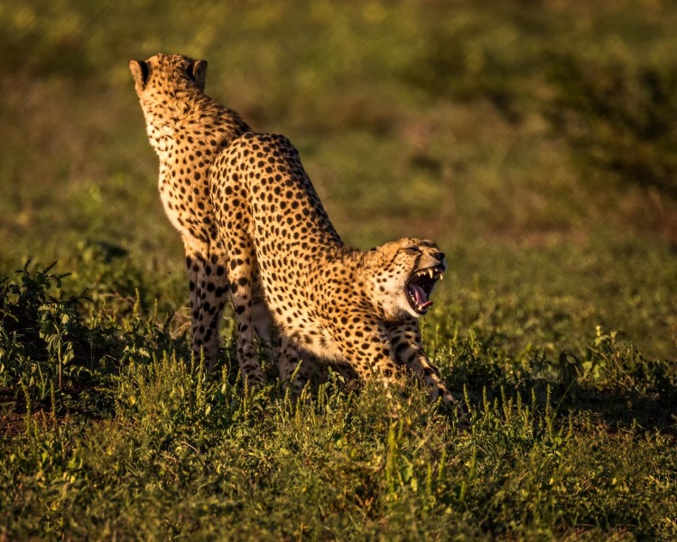 Cheetah-Yoga