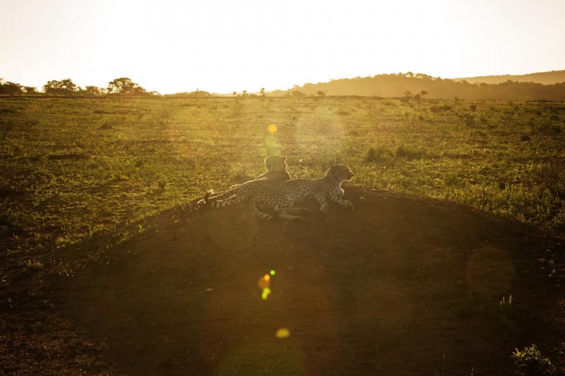 Cheetahs-Lounging-at-Sunset