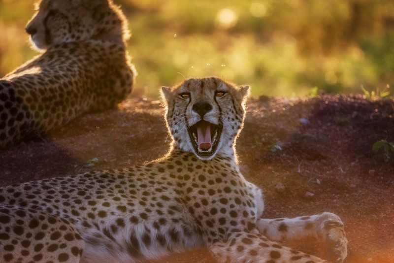 Cheetahs-at-Sunset
