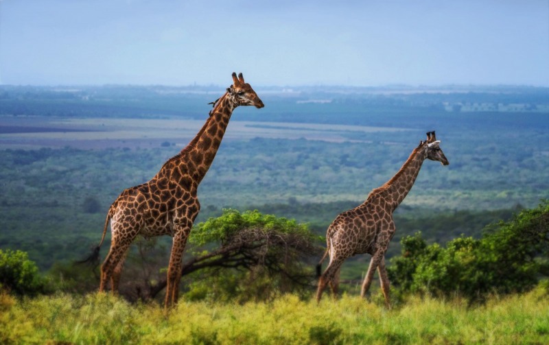 Giraffes-on-a-Hill