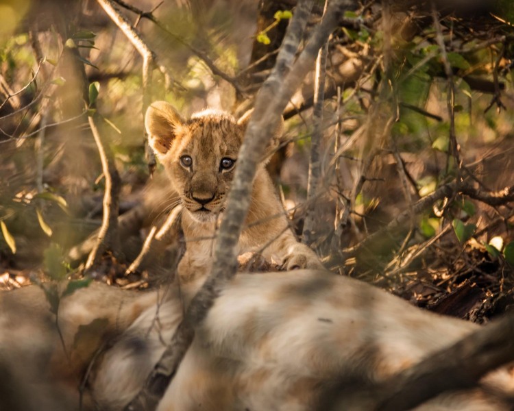 Lion-Cub-South-Africa