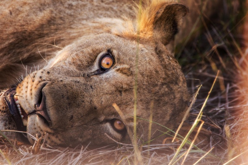 The-Eye-of-the-Lion-South-African-Safari-20x30-Dimensions