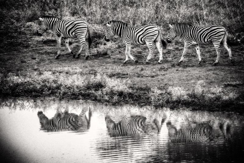 The-Herd-Safari-South-Africa