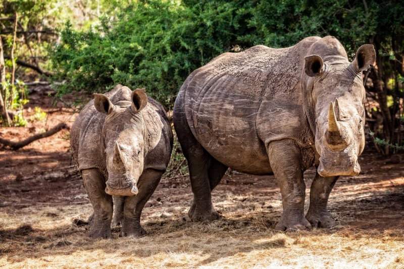 White-Rhinos