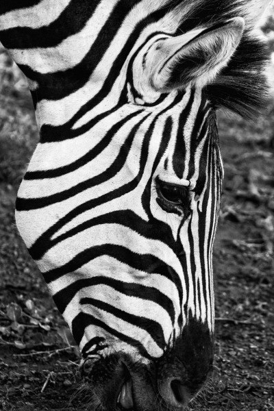 Zebra-Eating